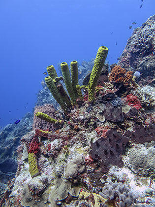 Plongée à Cozumel