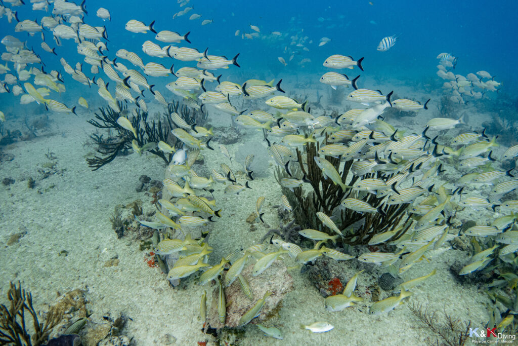 K&K Diving pour votre baptême de plongée à Playa Del Carmen