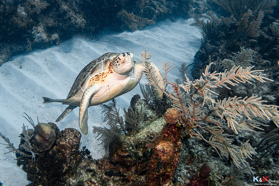 KK Diving : snorkeling au Mexique à Playa Del Carmen