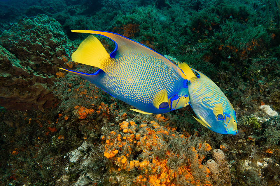 Club de plongée à Playa Del Carmen - K&K Diving