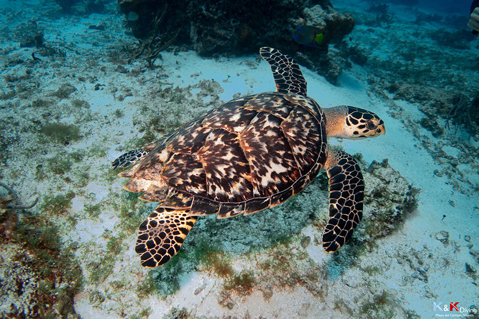 Votre initiation à la plongée à Playa Del Carmen avec K&K Diving