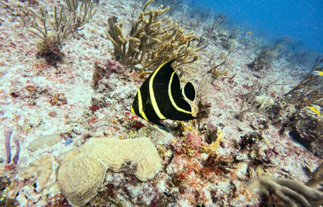 Plongée à Cozumel - K&K Diving