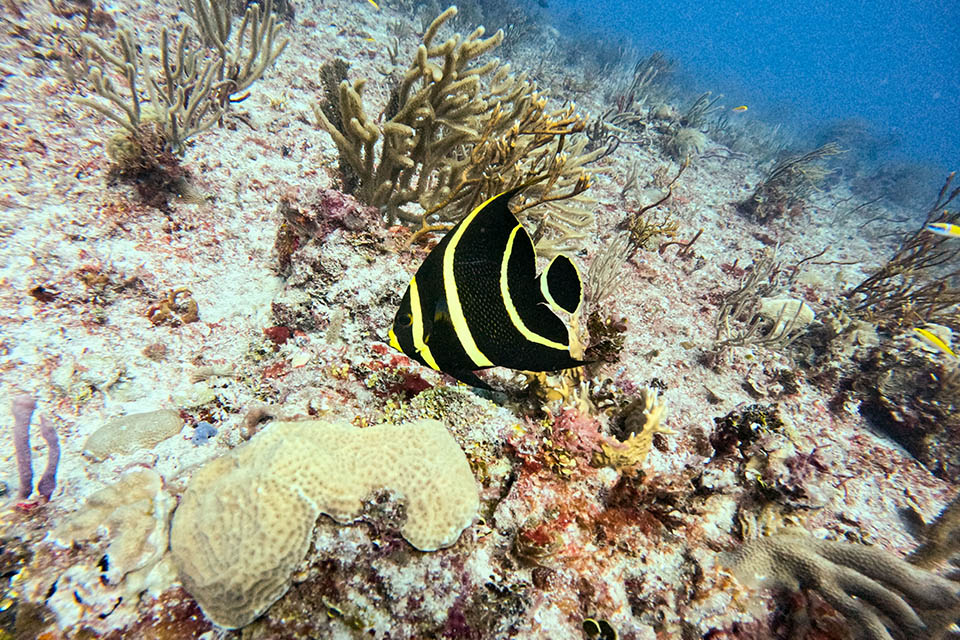 Plongée à Cozumel - K&K Diving