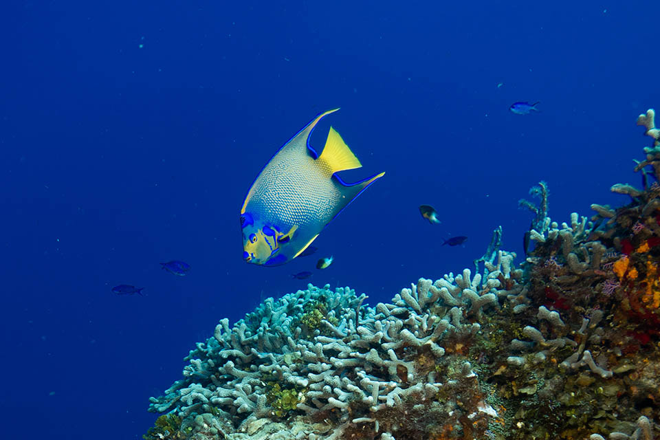 Plongée à Cozumel au Mexique - K&K Diving