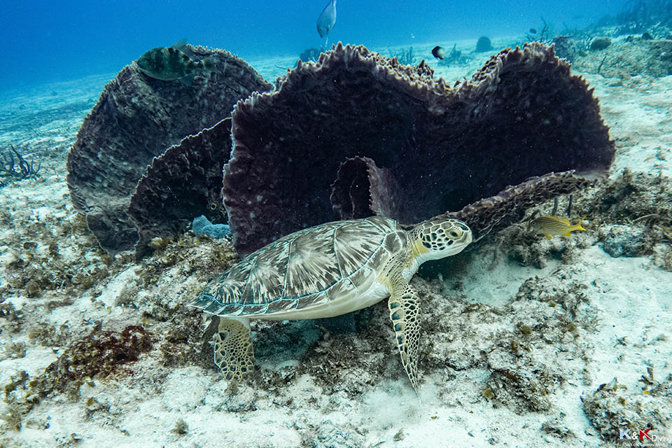 Plongée en mer au Mexique : découverte des tortues avec K&K Diving