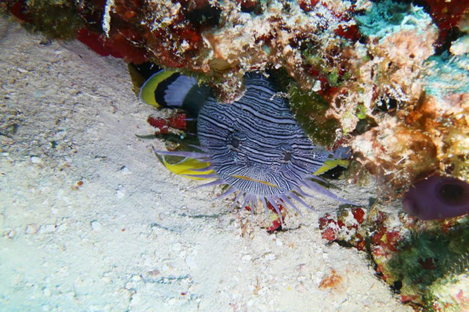 Plongée au Mexique à Cozumel avec K&K Diving