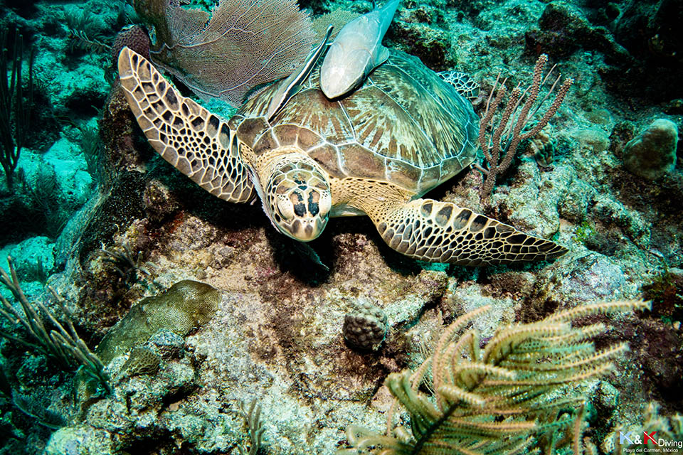 Plongée au Mexique - K&K Diving