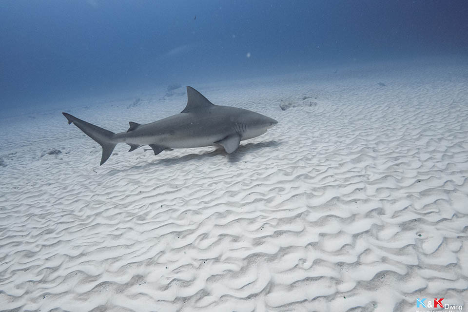 Plongée au Mexique : découverte des requins bouledogue