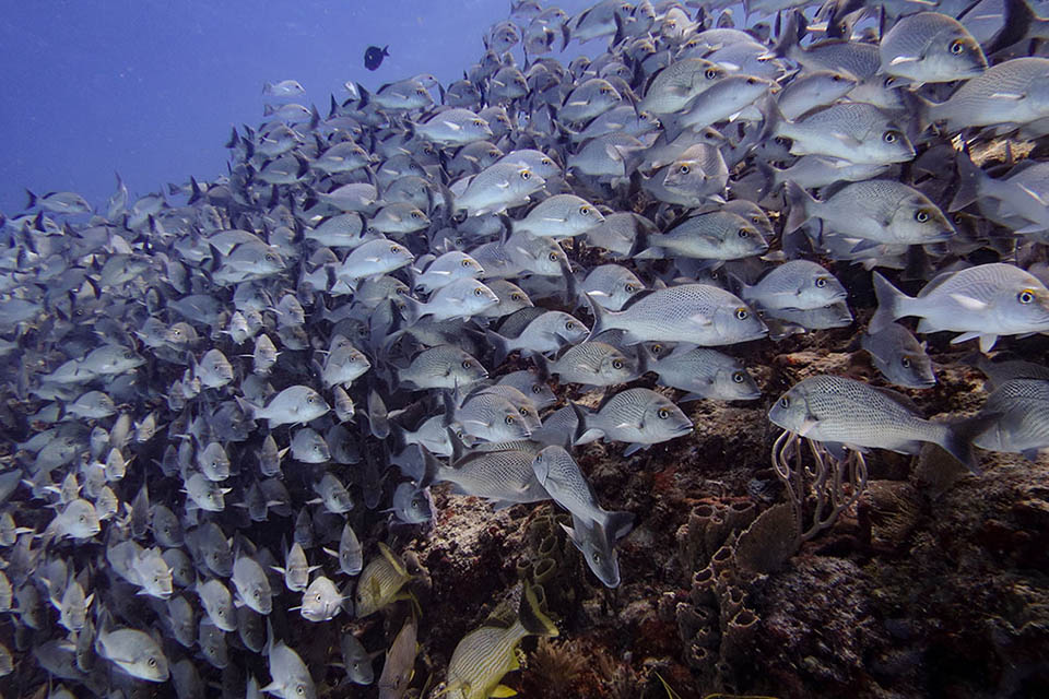 Plongée récifs au Mexique à Playa Del Carmen