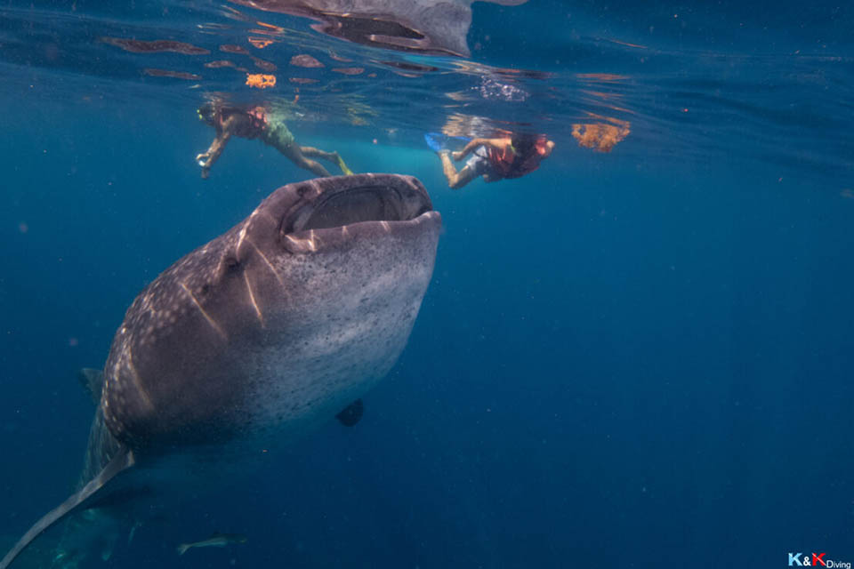Snokeling au Mexique - Nage avec les requins-baleines