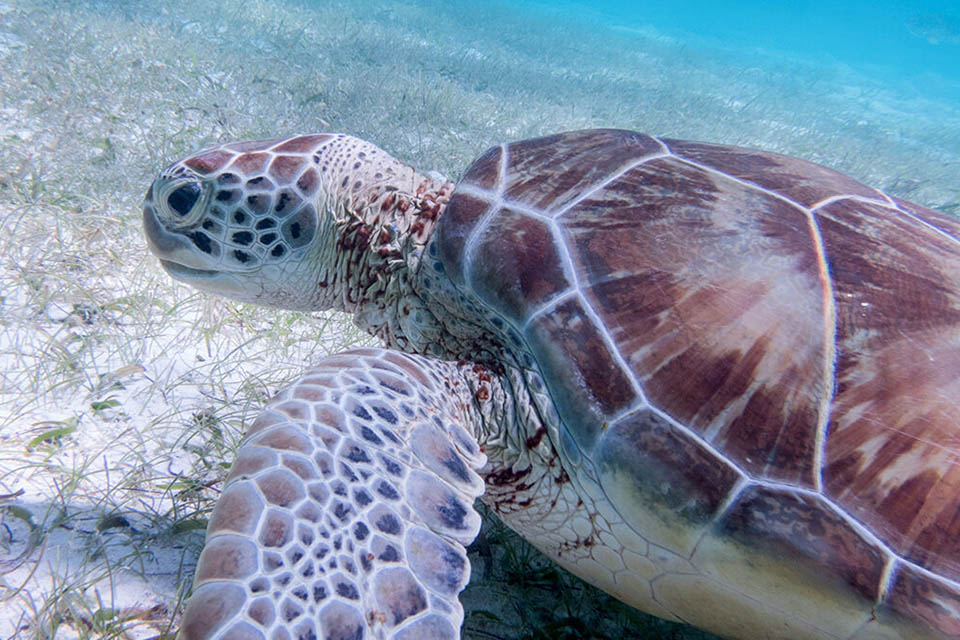 Faites du snokeling au Mexique et découvrez les tortues d'Akumal avec K&K Diving