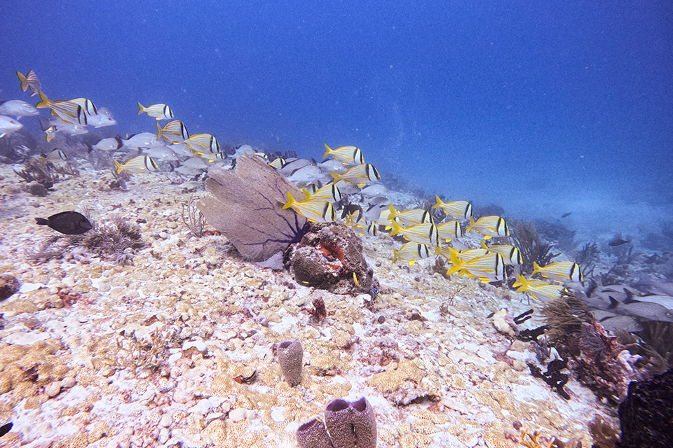 Planifiez votre activité de Snorkeling au Mexique avec KK Diving