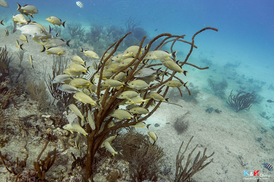 Snorkeling à Playa Del Carmen avec KK Diving