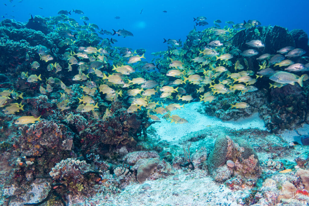 DSC00276 Faune marine variée observable lors des plongées à Cozumel