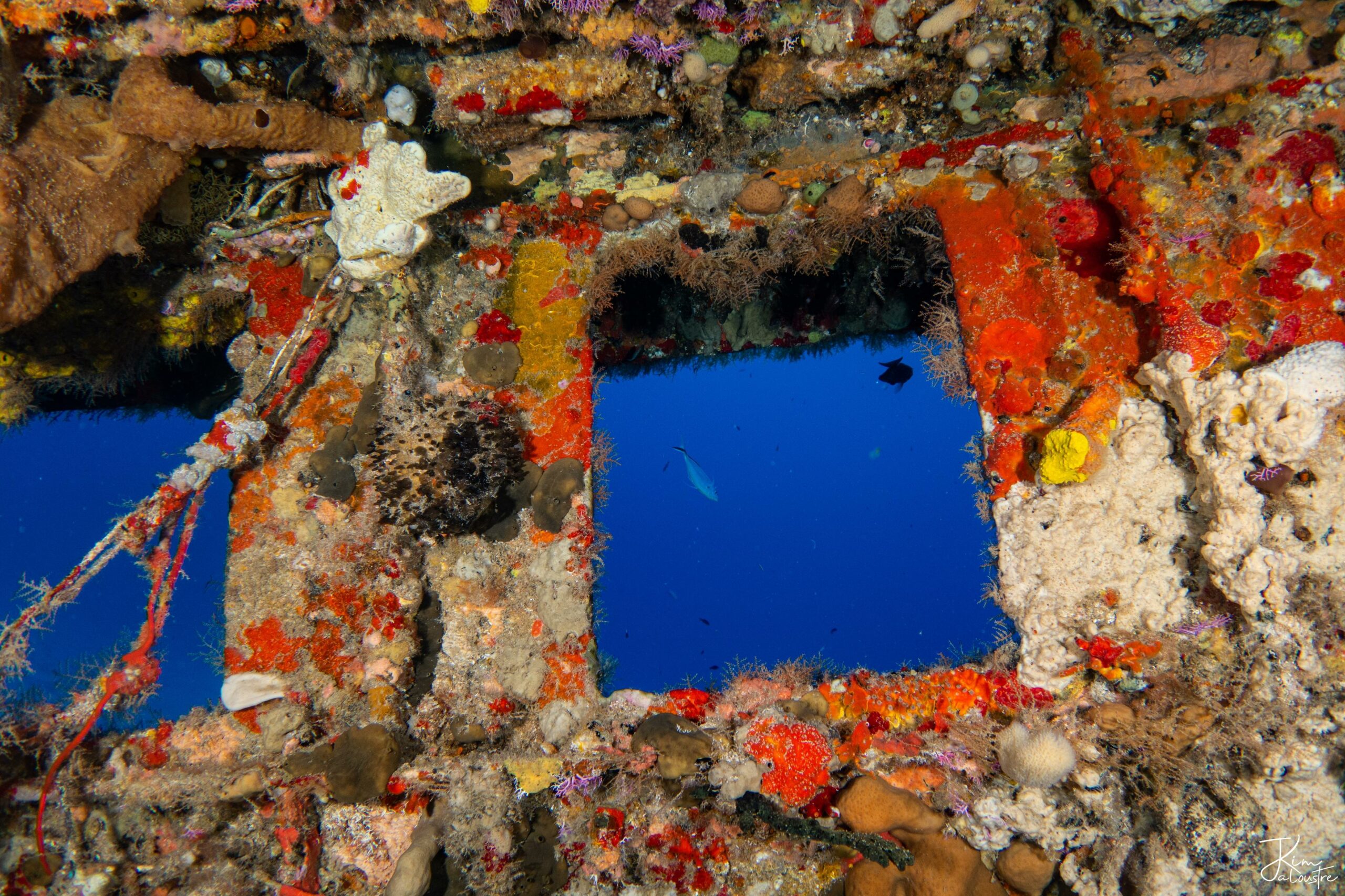 Banc de carangues autour de l'épave Mama Viña, plongée dans la Riviera Maya