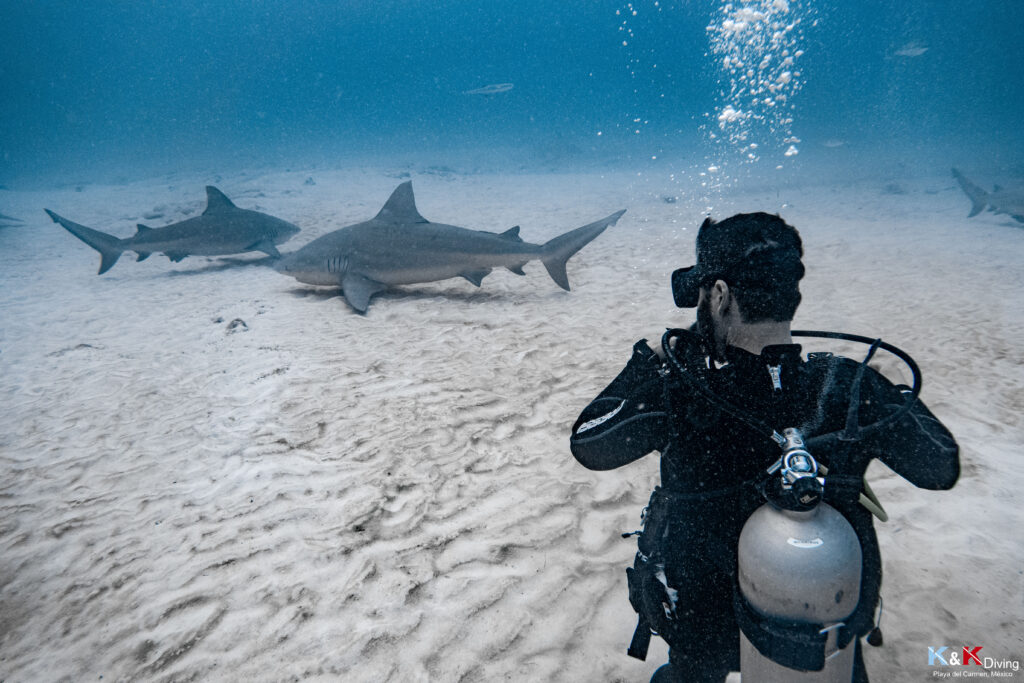 Plongeur observant deux requins bouledogues à playa del carmen