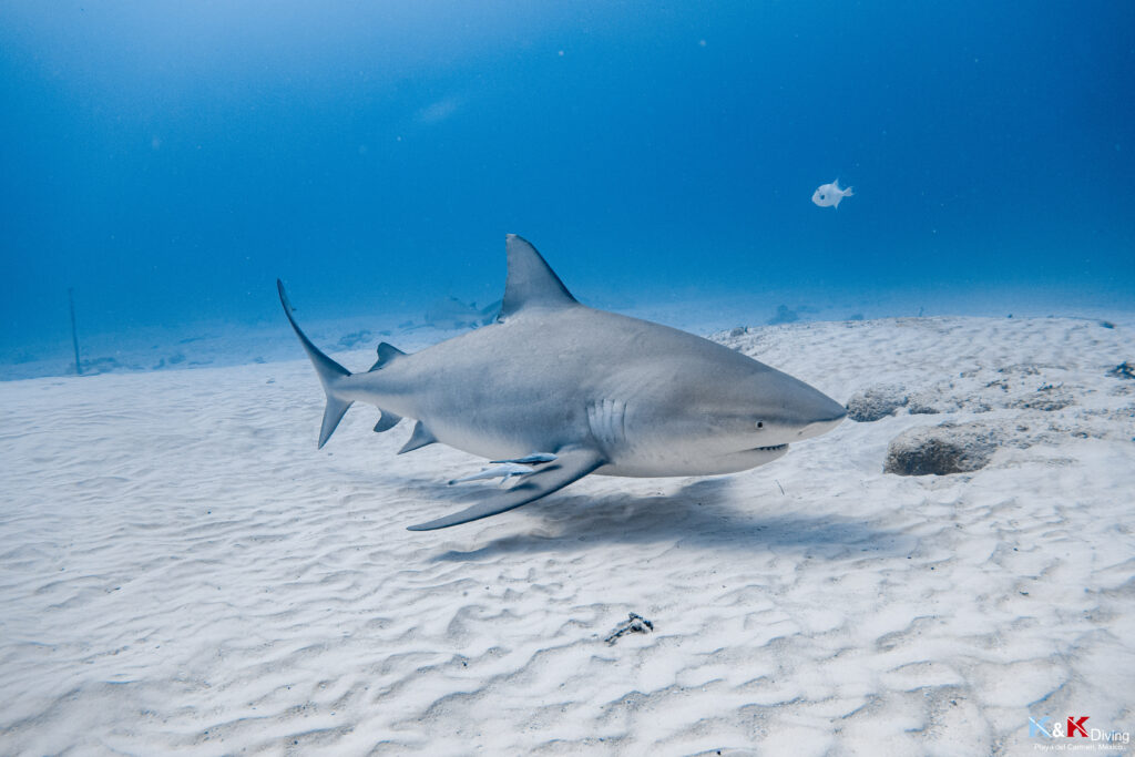 Requin bouledogue dans les eaux turquoises de Playa del Carmen