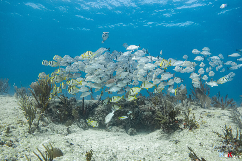 Plongée sur un récif corallien après la rencontre avec les requins