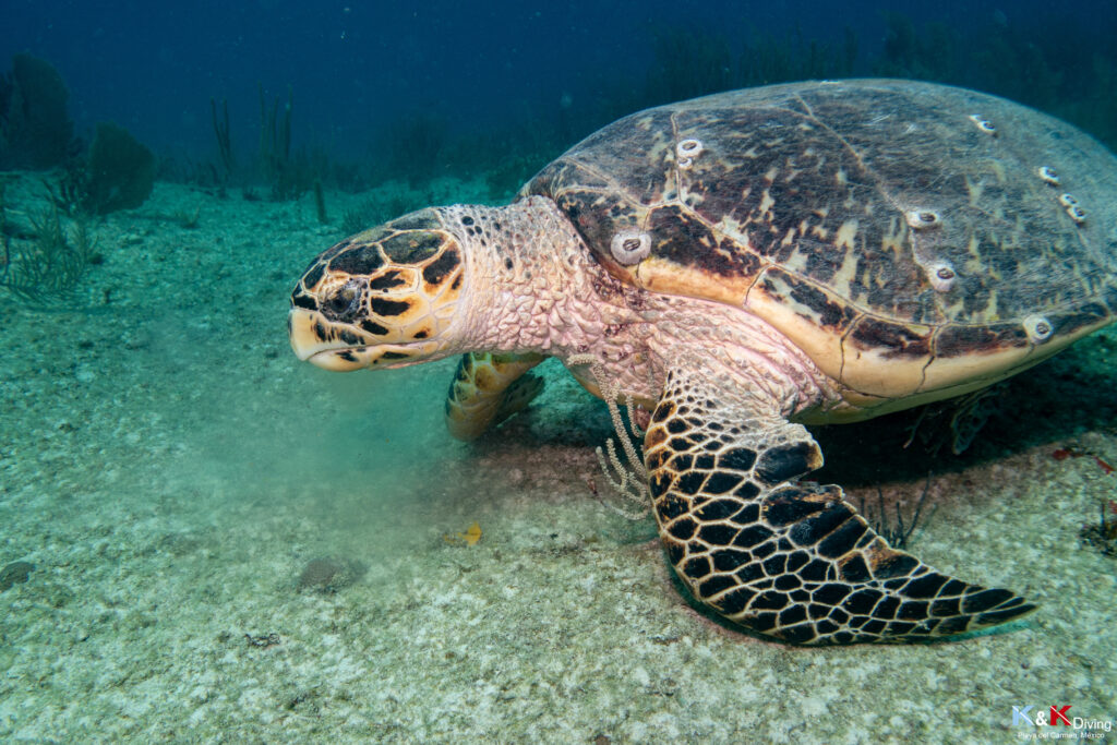 DSC02786 Tortue nageant autour d'un récif à Playa del Carmen