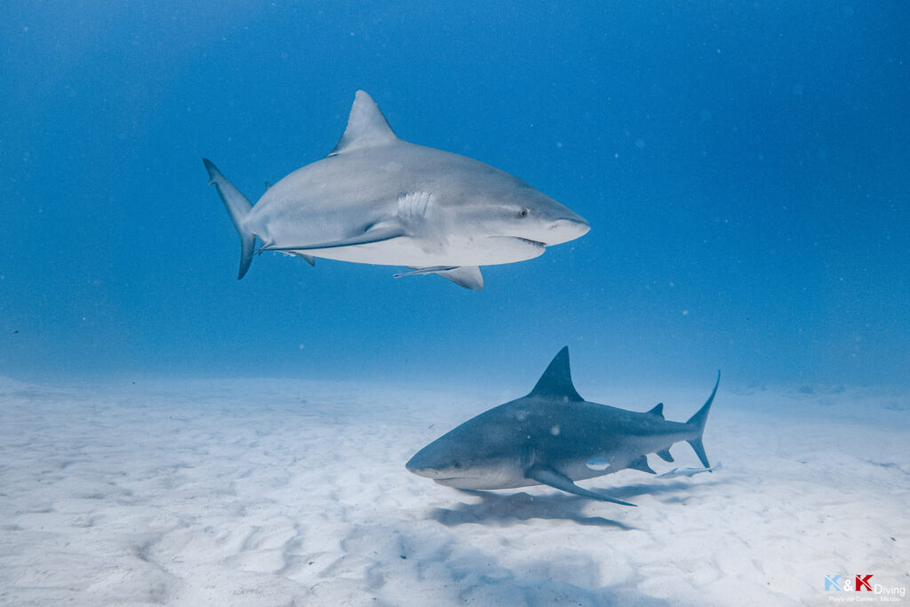 Groupe de requins bouledogues évoluant ensemble dans les eaux de Playa del Carmen