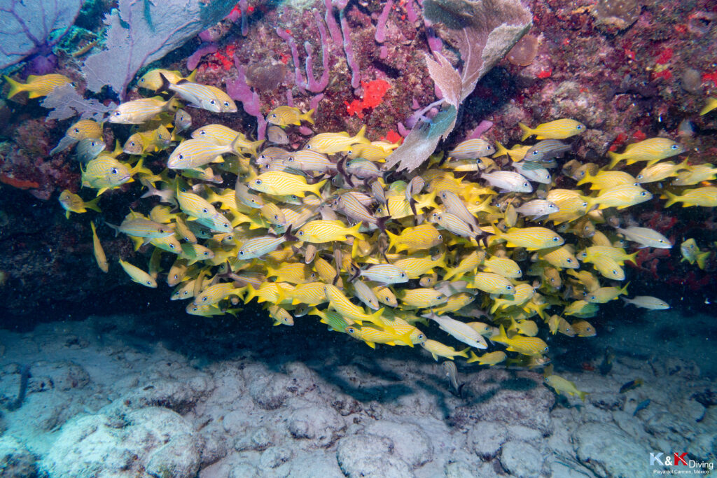DSC02871 Banc de poissons tropicaux colorés autour d'un récif corallien à Playa del Carmen